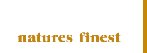 Essence Logo